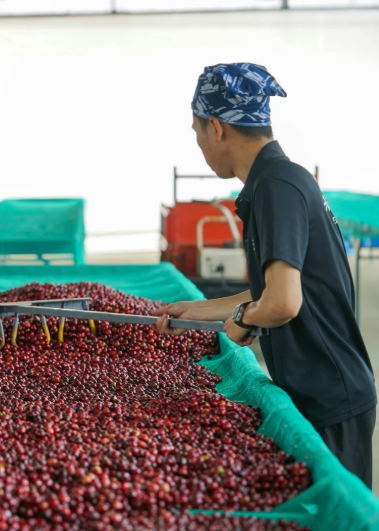 web food processing